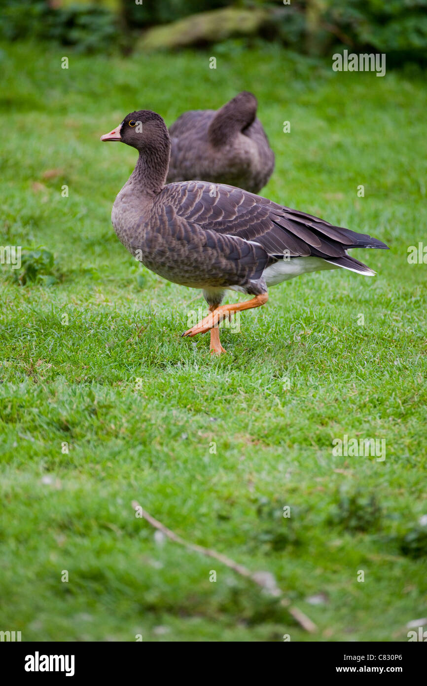 Lesser White-fronted Geese (Anser erythropus). Young of the year in juvenile or immature plumage. Stock Photo