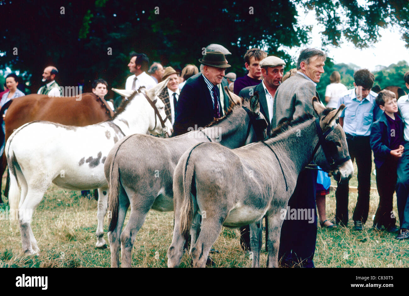 A crowd enjoy a donkey sale during The Puck Fair of Killorglan in  Co Kerry I reland Stock Photo