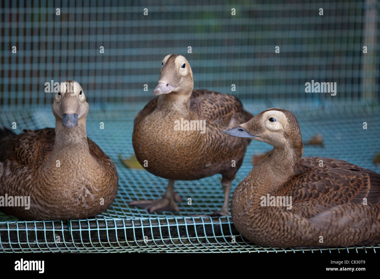 Spectacled Eiders (Somateria fischeri). Collection bred birds in juvenile plumage, in rearing pen. Stock Photo