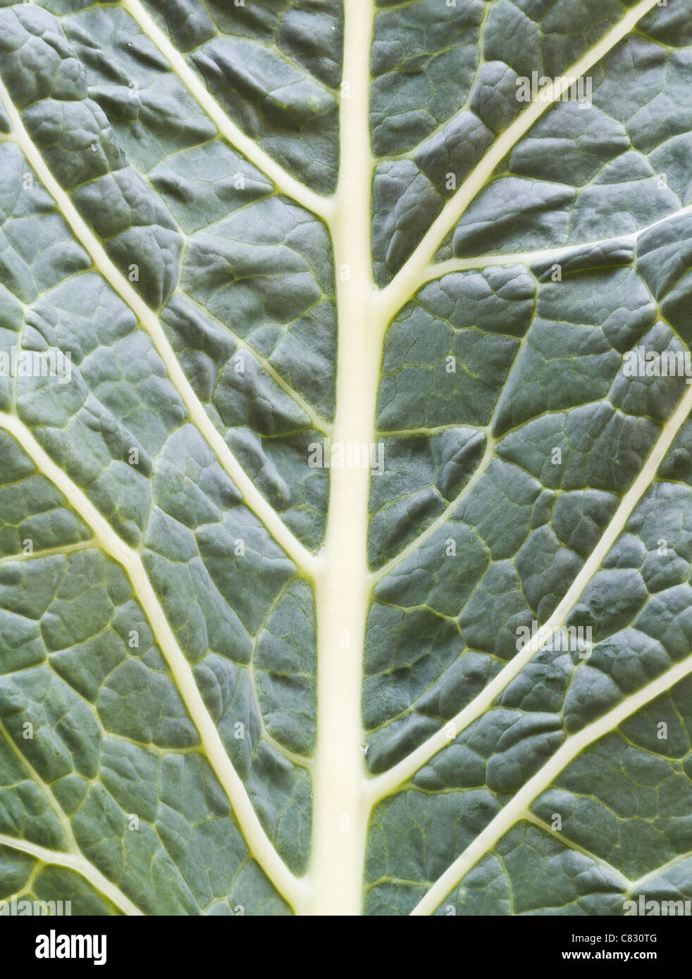 Kale Leaf Texture Stock Photo