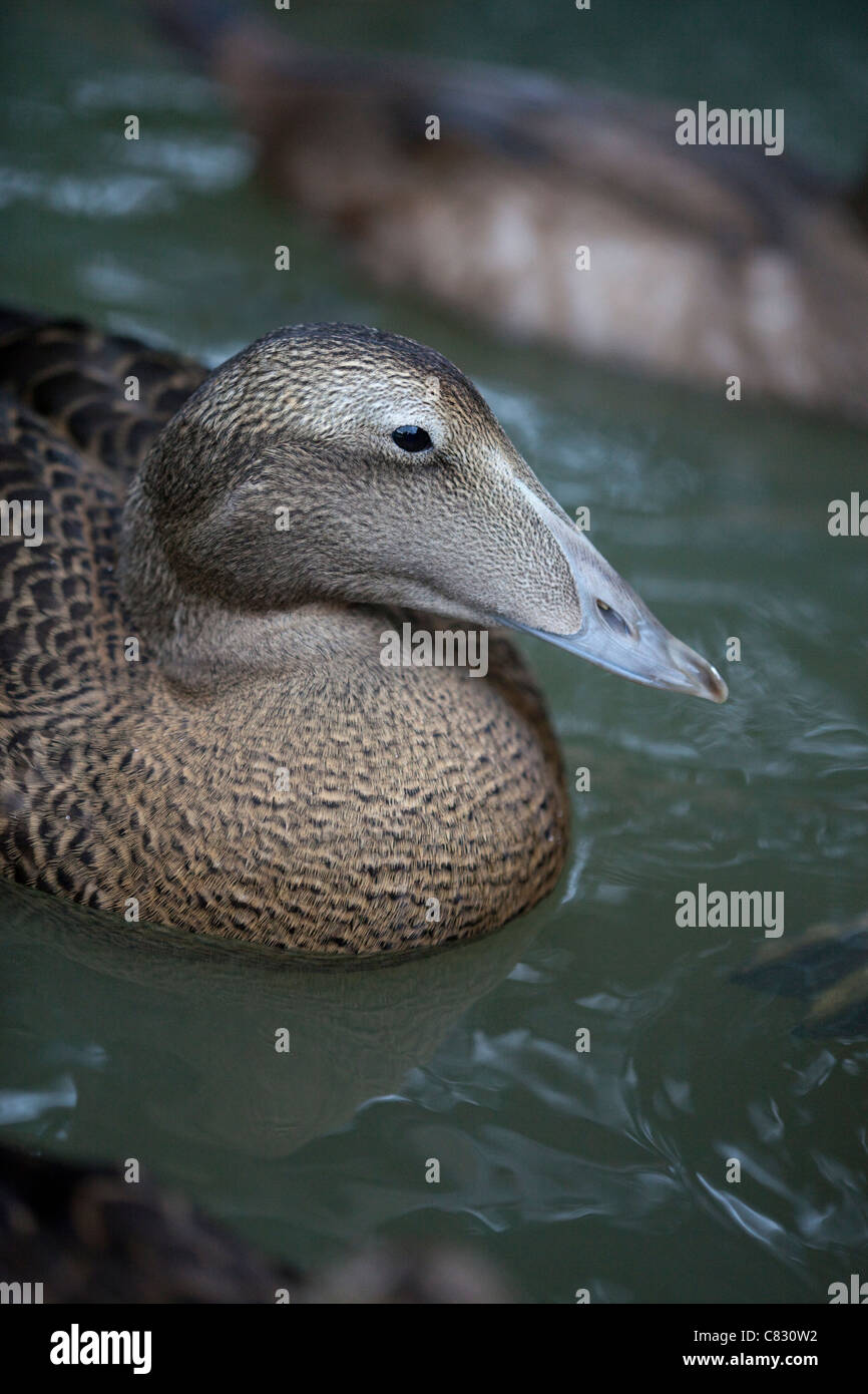 Eider Duck (Somateria mollissima). Juvenile, first winter plumage. Stock Photo