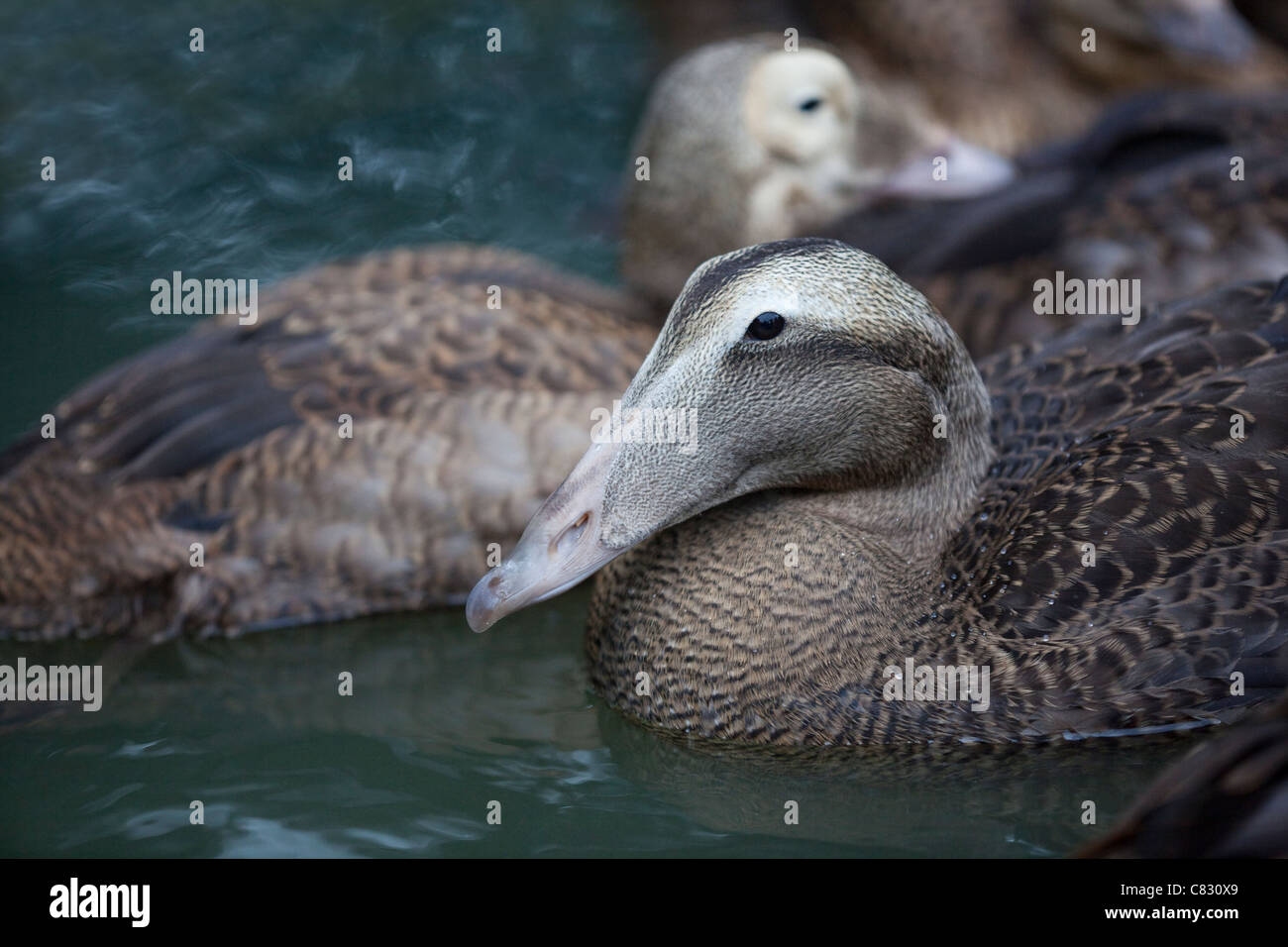 Eider Duck (Somateria mollissima). Juvenile, first winter plumage. (Spectacled Eider behind.) Stock Photo