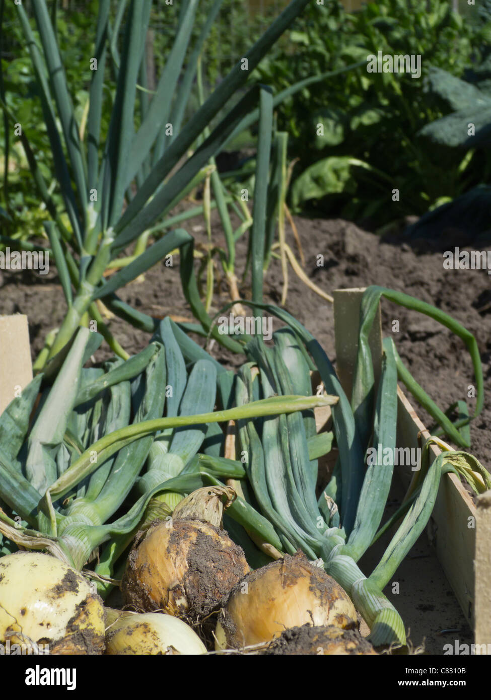 Harvesting brown onions hi-res stock photography and images - Alamy