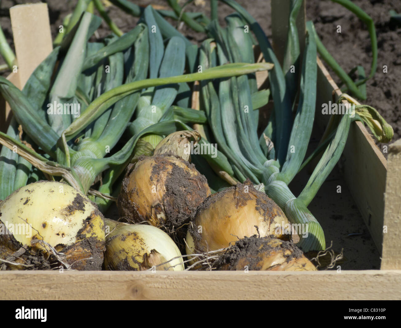 Onions Harvest in Box Stock Photo