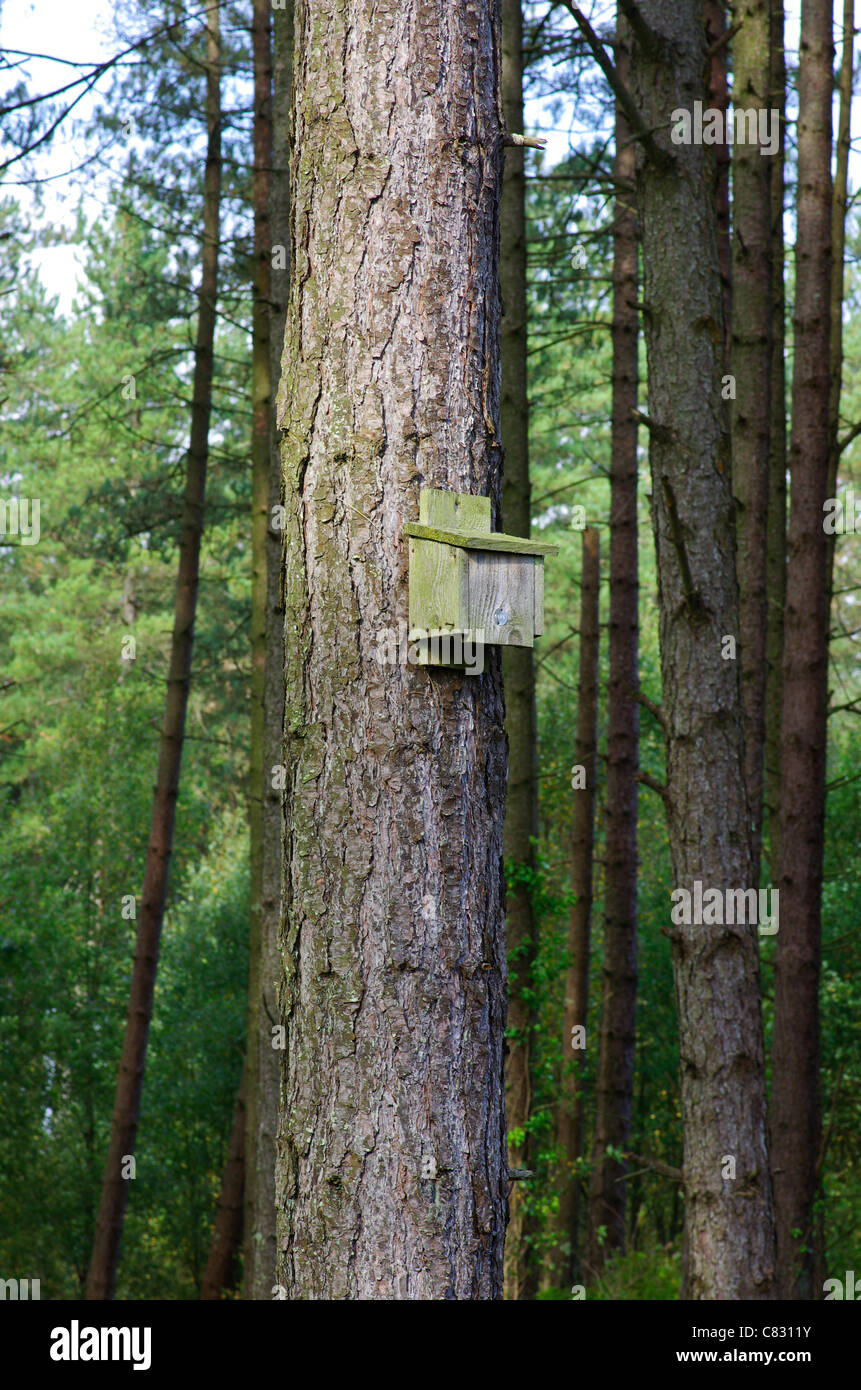 A wooden bat box on a tree in a commercial forest plantation