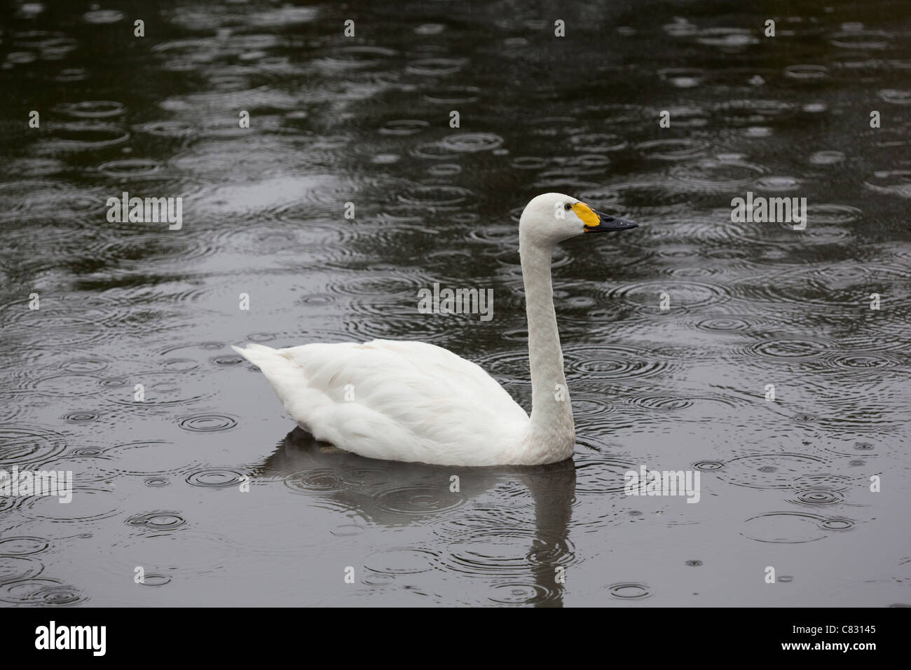 When It Rains It Swans >> Swan Swimming In Rain In Stock Photos Swan Swimming In Rain In When It Rains It Swans >> Swan Swimming In Rain In Stock Photos Swan Swimming In Rain In