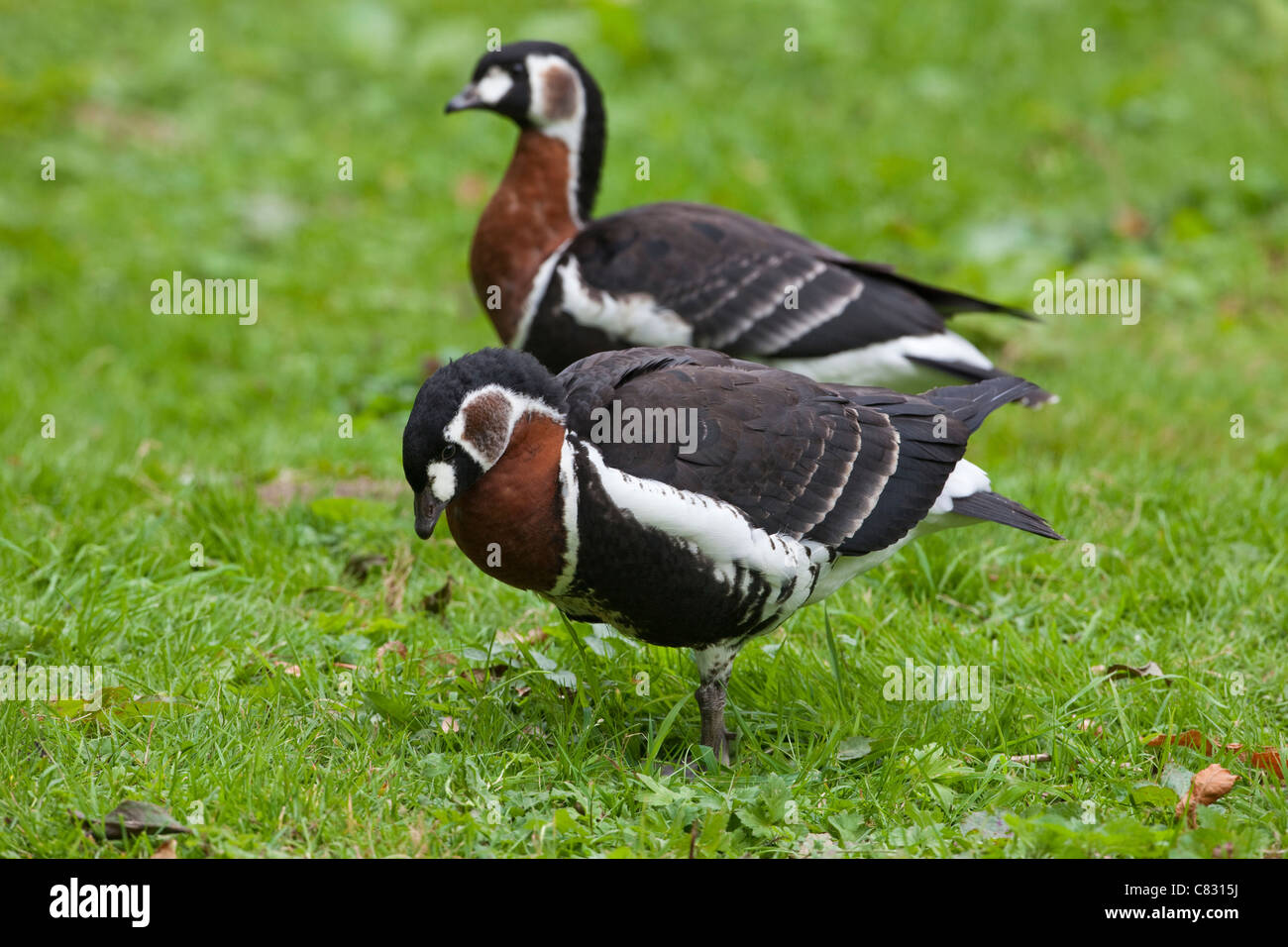 Red-breasted Geese (Branta ruficollis). Juvenile, immature, first winter plumaged birds. Stock Photo