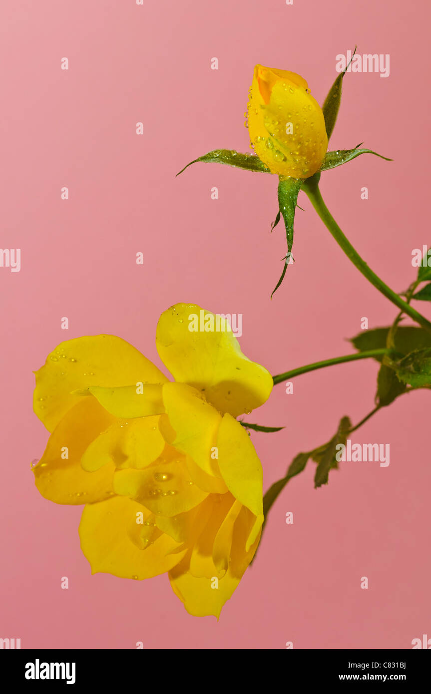 Yellow rose over pink background Stock Photo - Alamy