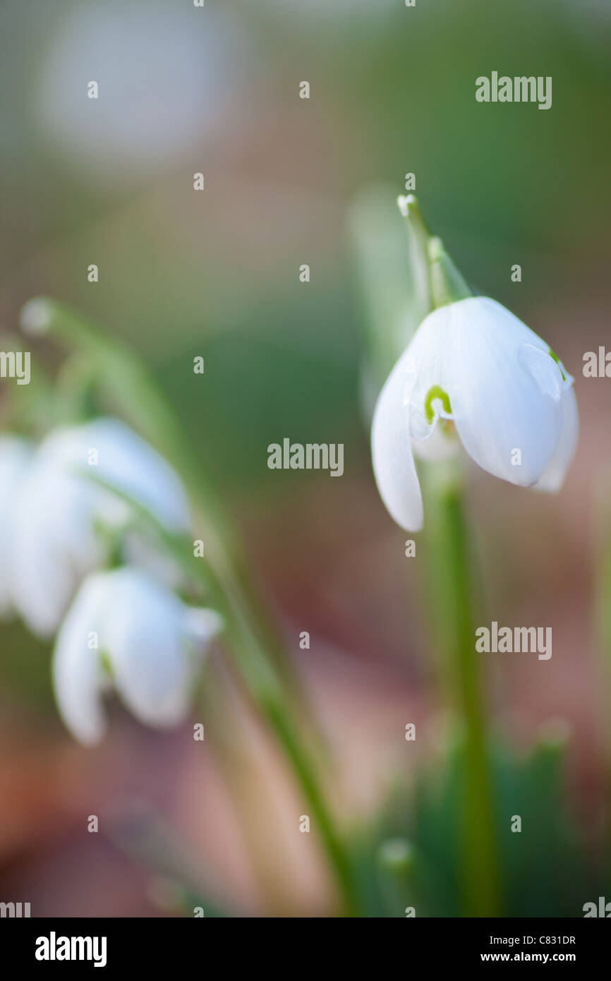 Group of snowdrops Stock Photo - Alamy