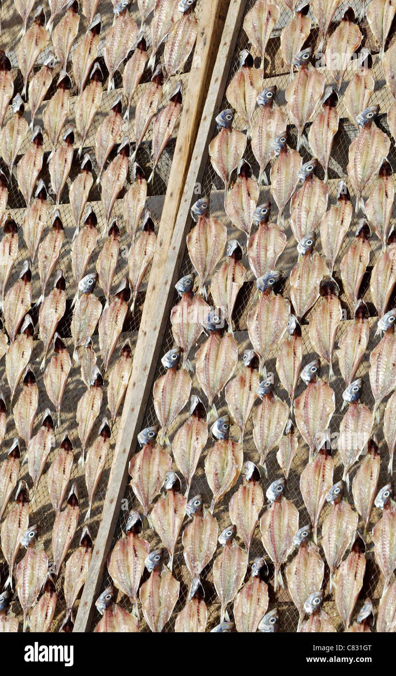 Gutted Fish Drying on a Net in the Beach Town of Nazere Stock Photo