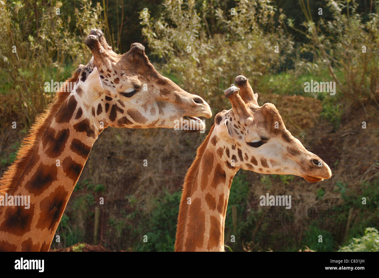 Giraffe Couple looks like they're talking Stock Photo
