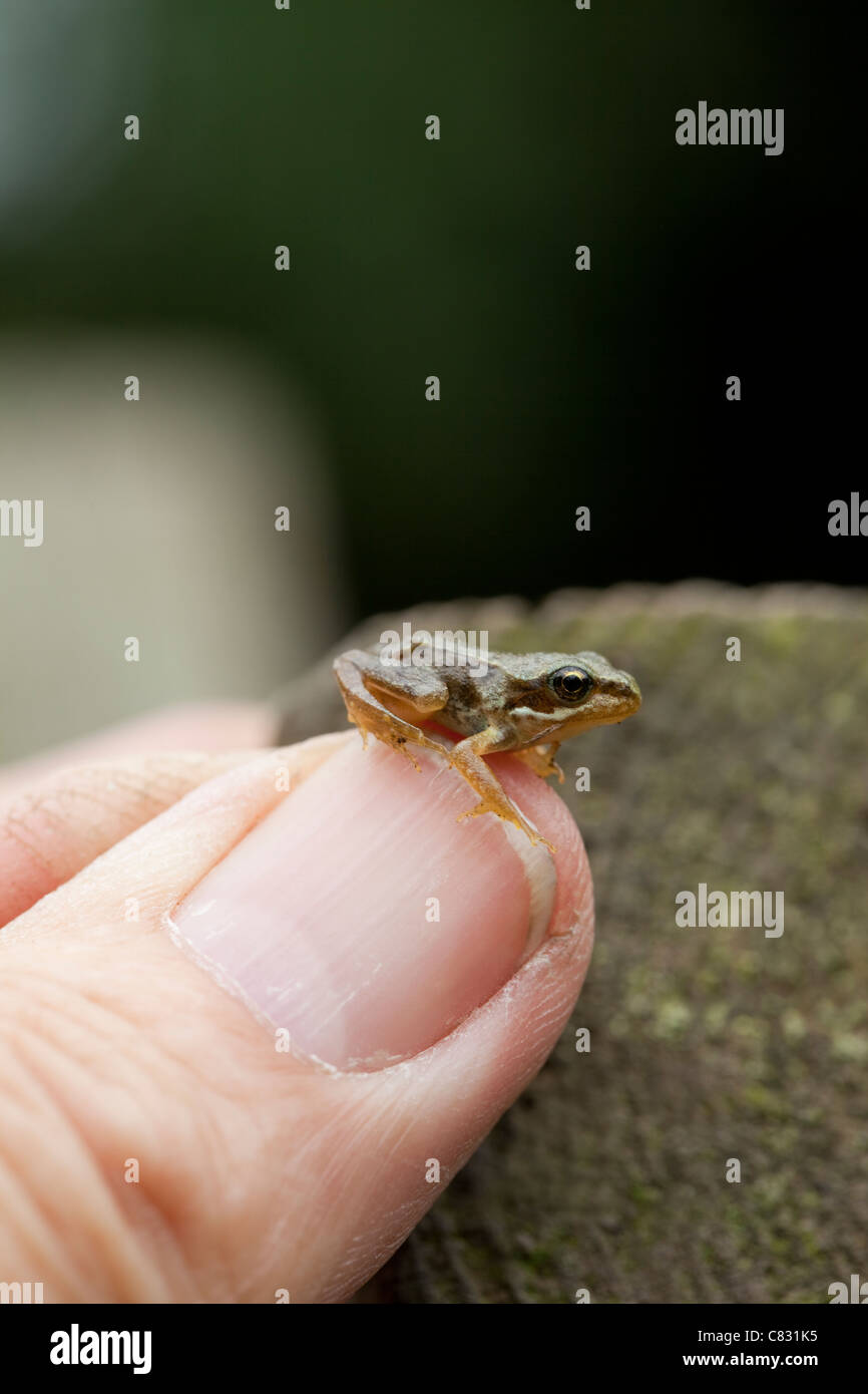 Common Frog (Rana temporaria). Recently metamorphosed 'froglet', on a human thumb. Stock Photo