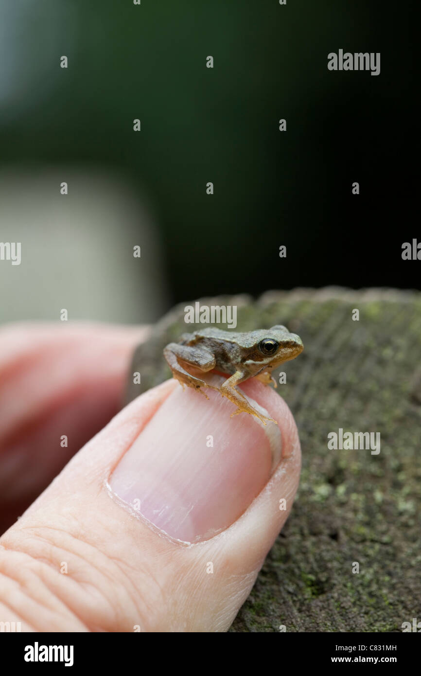 Common Frog (Rana temporaria). Recently metamorphosed 'froglet', on a human thumb. Stock Photo