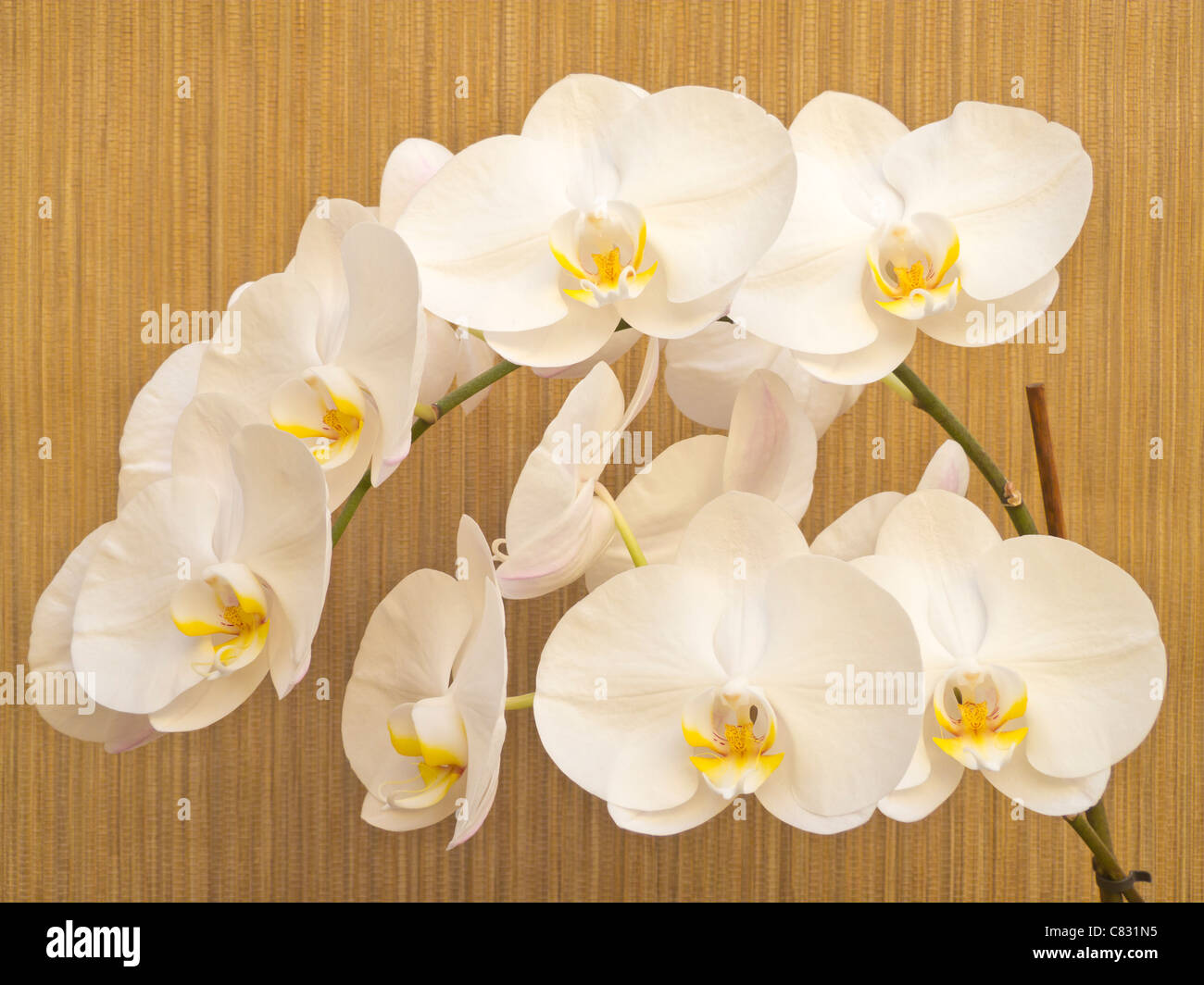 White orchid on Brown Textured Background Stock Photo
