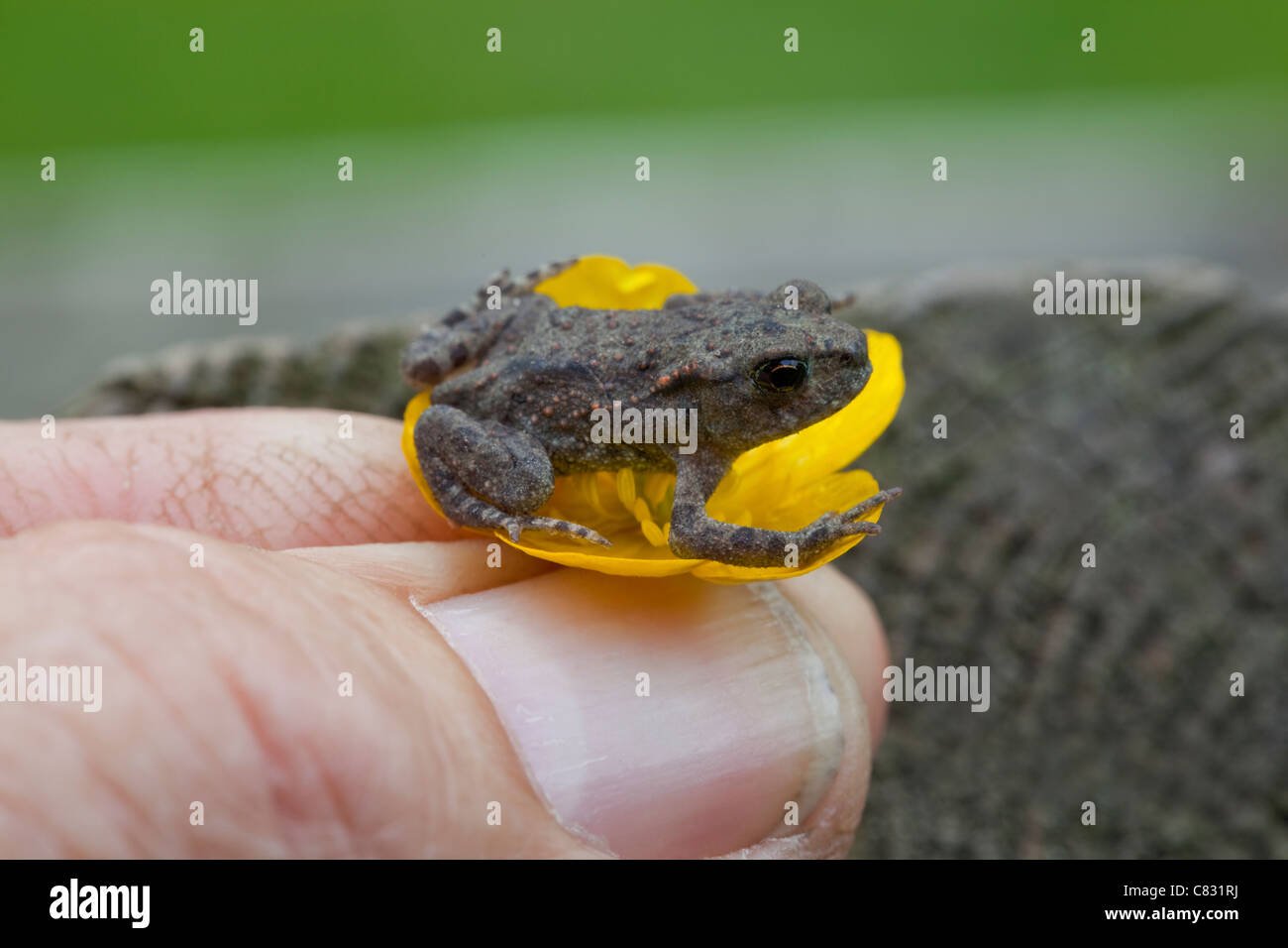 Common Toad (Bufo bufo). Recently metamorphosed 'toadlet', on buttercup flower held between fingers. Rescued from lawn before mowing. Stock Photo