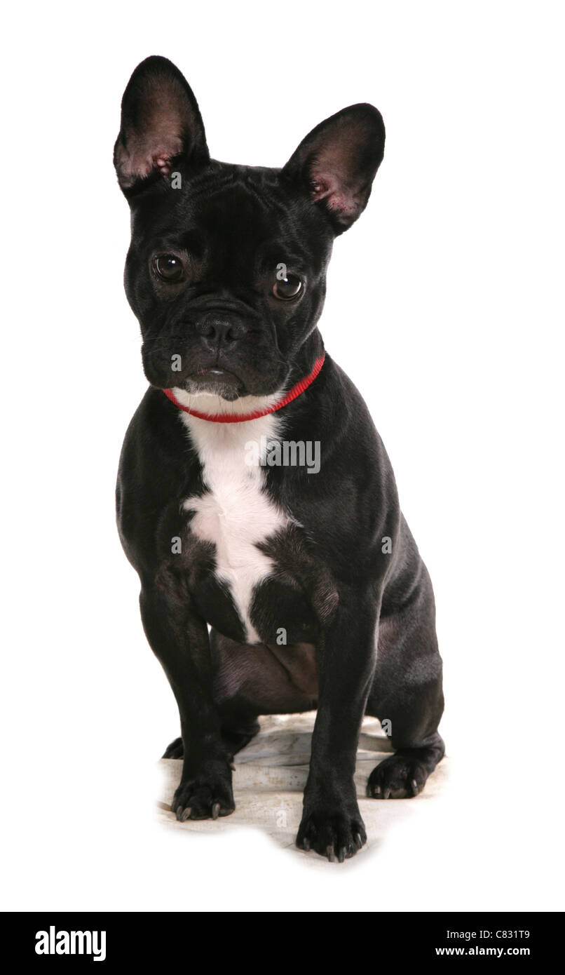 French Bulldog Single adult in a studio UK Stock Photo