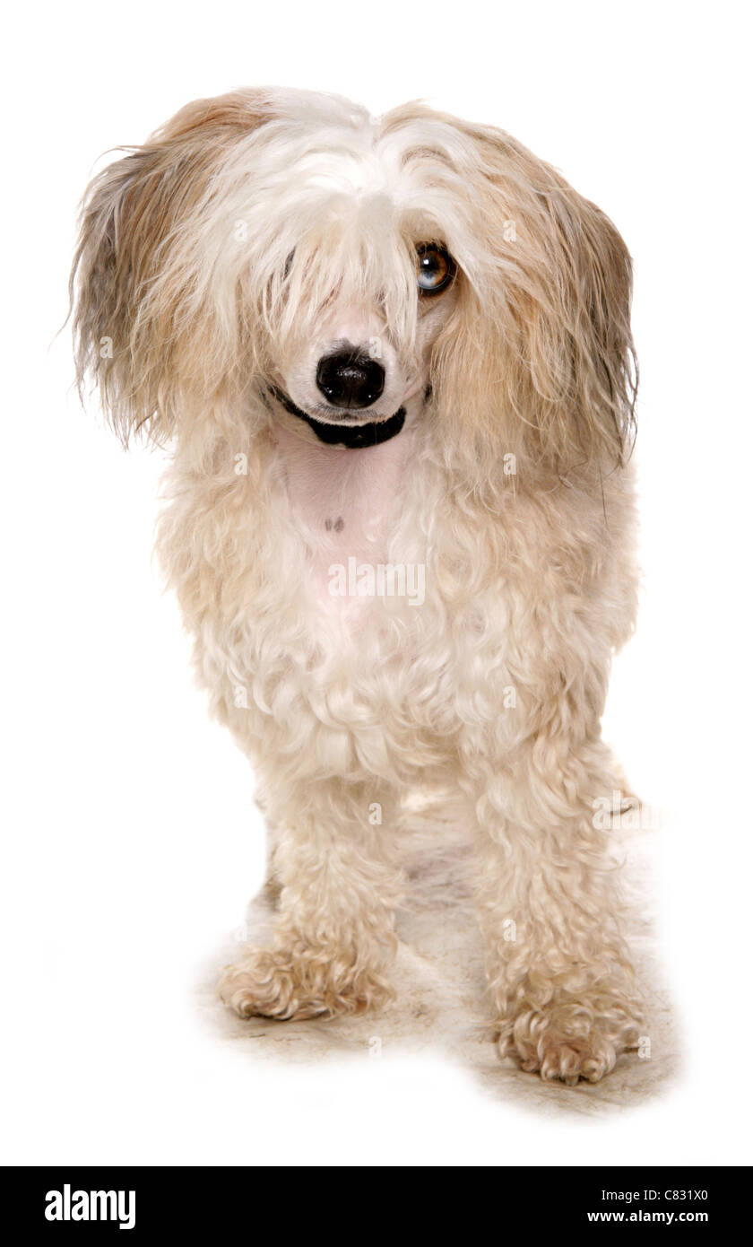 Chinese crested powder puff hires stock photography and images Alamy