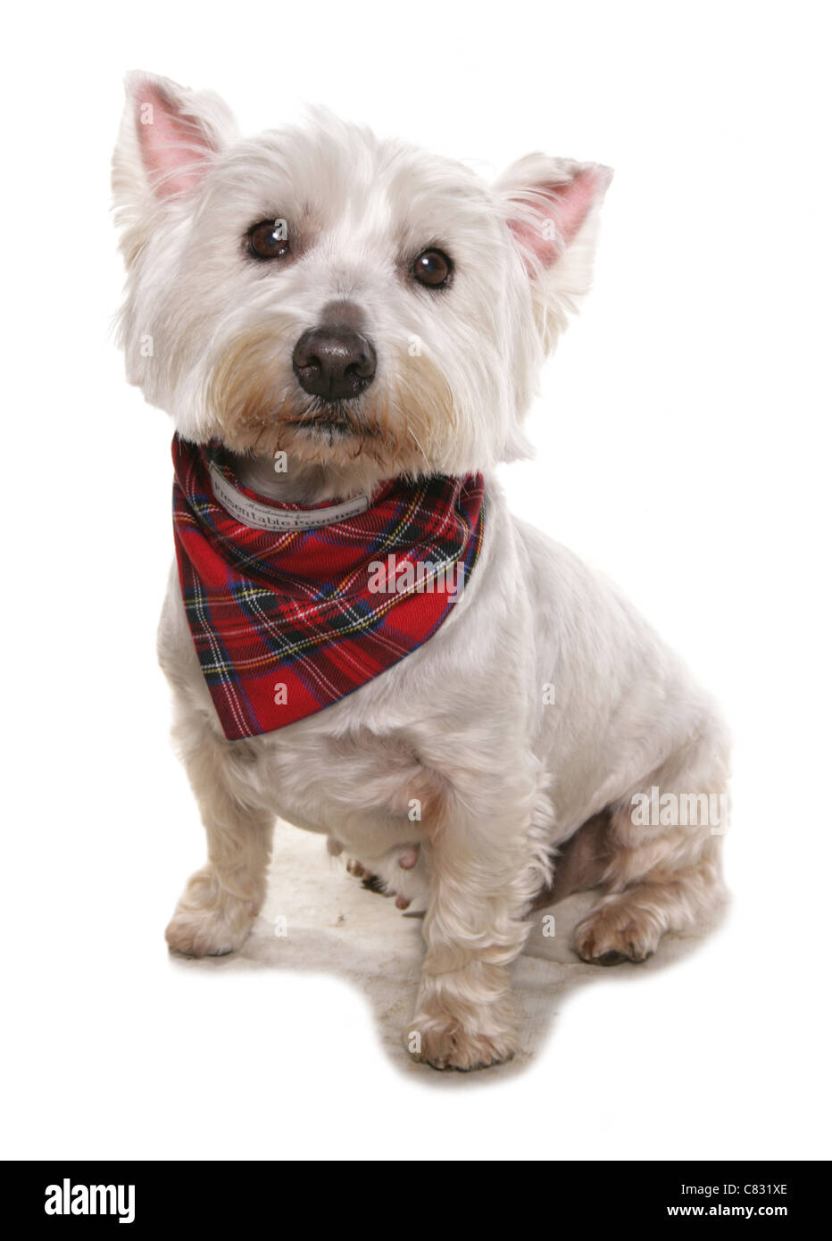 West highland terrier Single adult sitting in a studio UK Stock Photo
