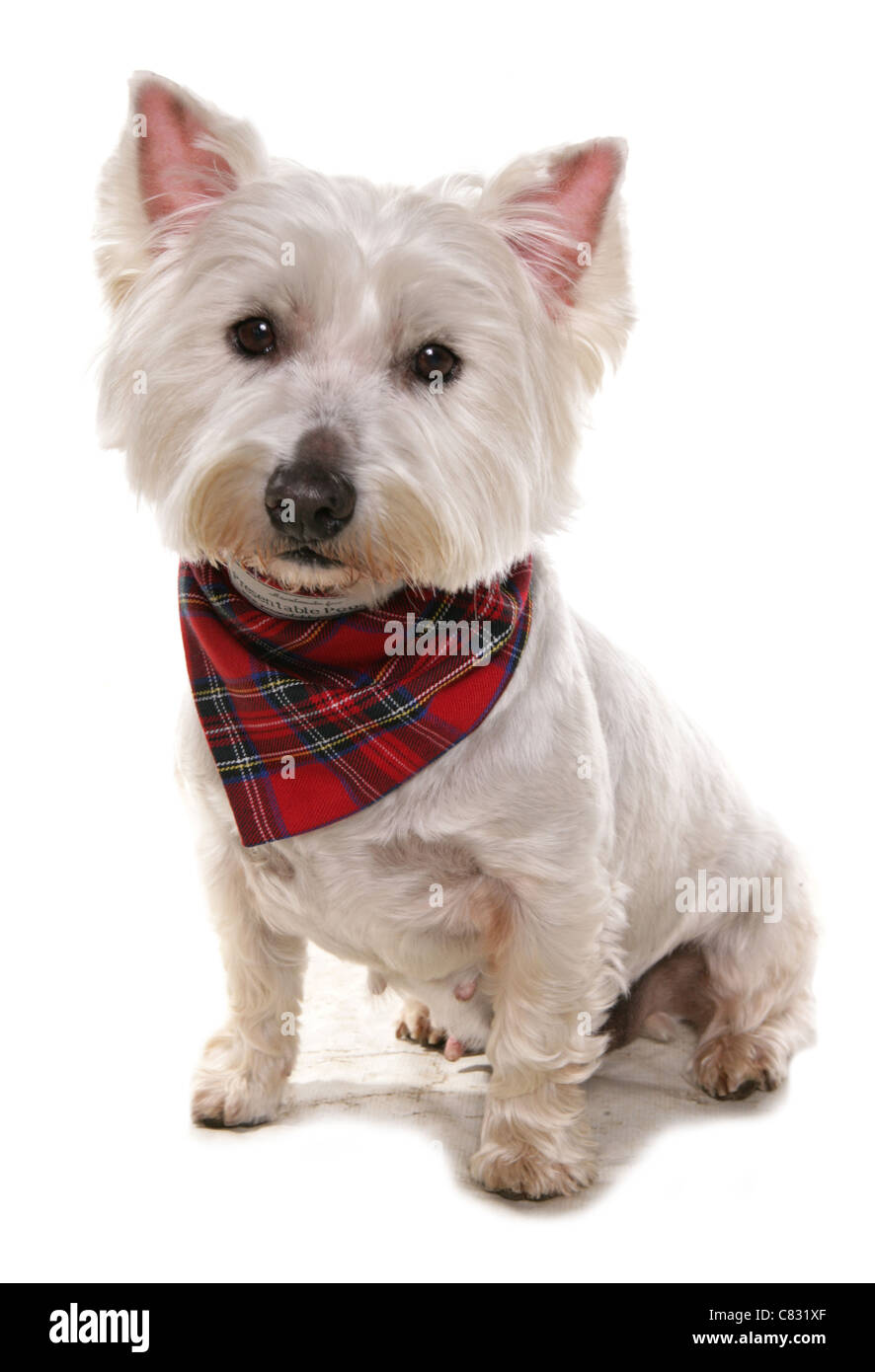 West highland terrier Single adult sitting in a studio UK Stock Photo