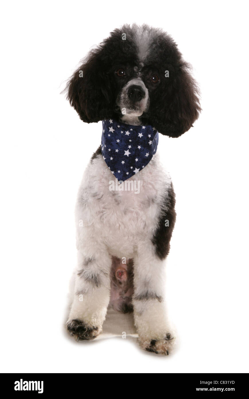 Miniature poodle Single adult sitting in a studio UK Stock Photo