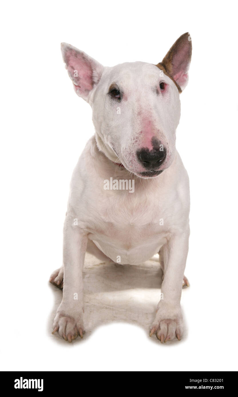 English bull terrier Single adult sitting in a studio UK Stock Photo