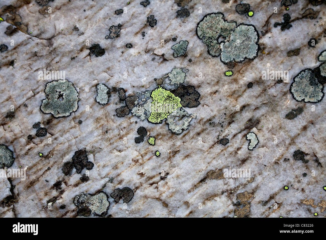 Moss on a Rock close up Stock Photo - Alamy
