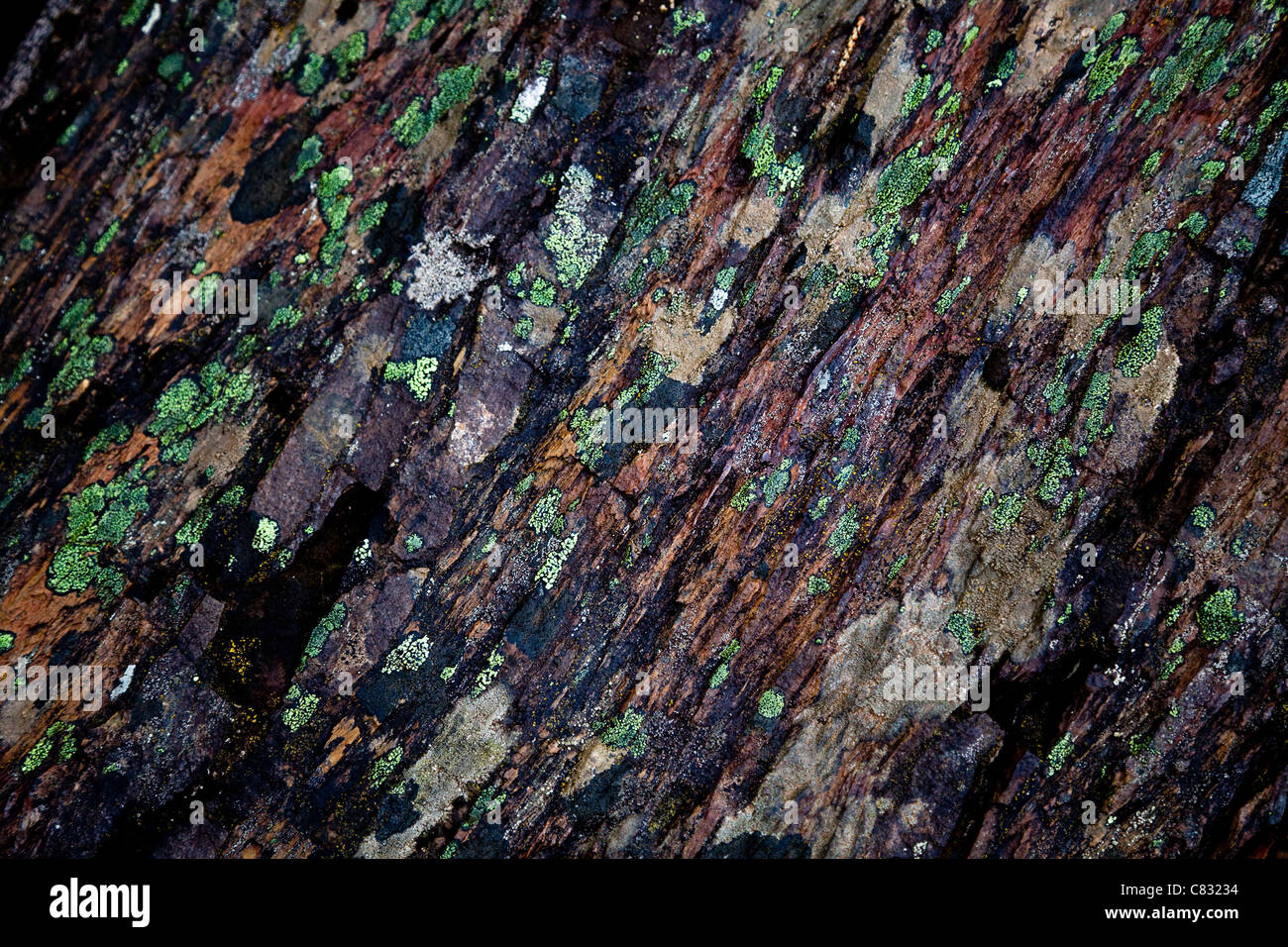 Moss on the rock hi-res stock photography and images - Alamy