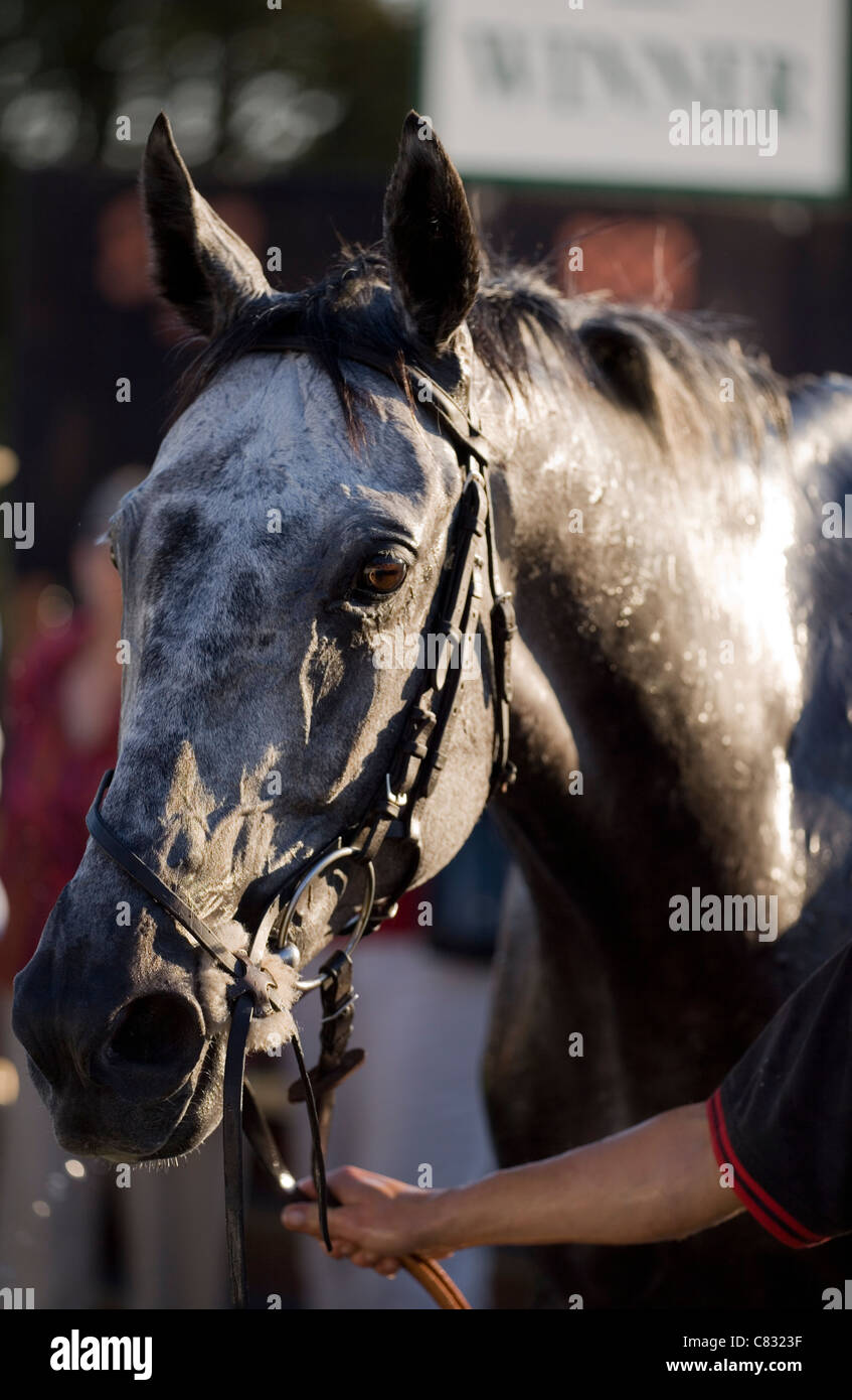 Horse racing Horse in winners ring UK Stock Photo