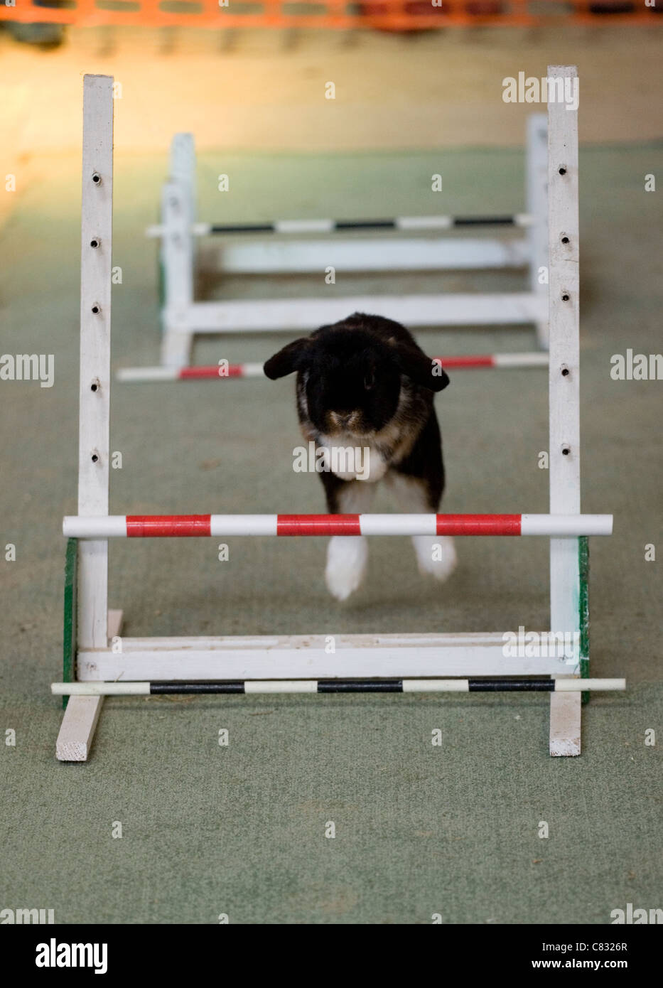 Rabbit Single adult jumping hurdles UK Stock Photo Alamy