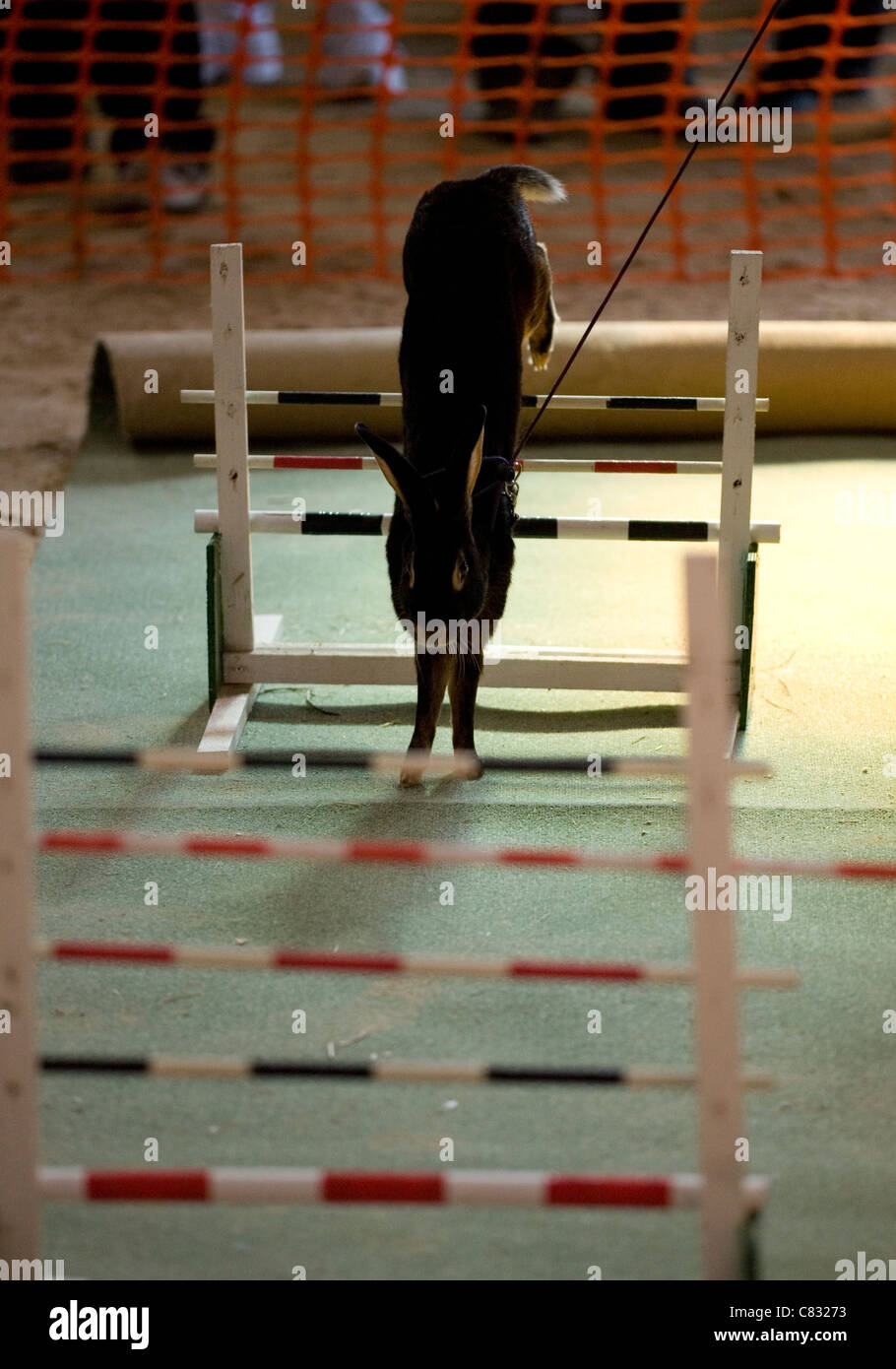 Rabbit jumping hires stock photography and images Alamy