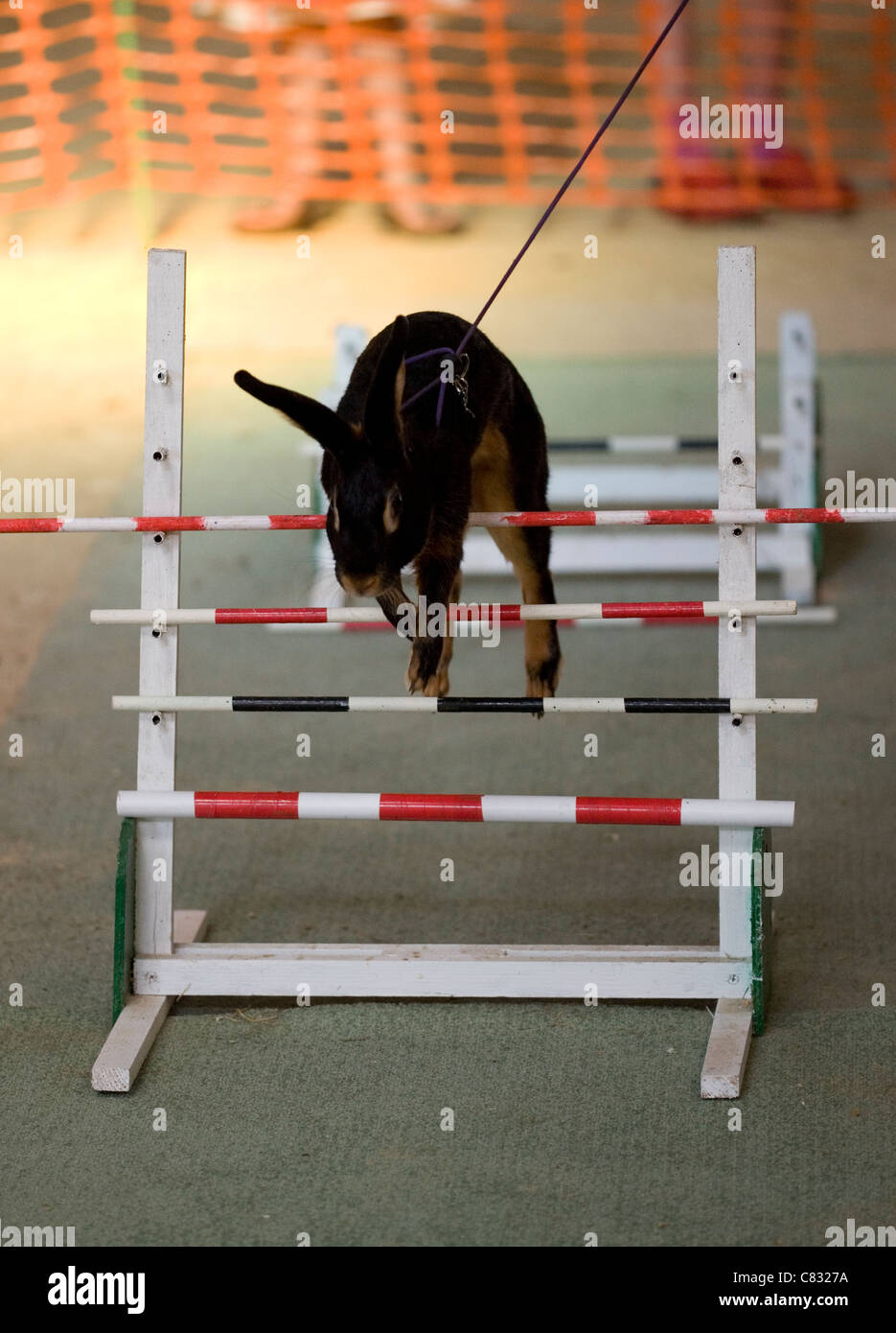Rabbit Single adult jumping hurdles UK Stock Photo Alamy