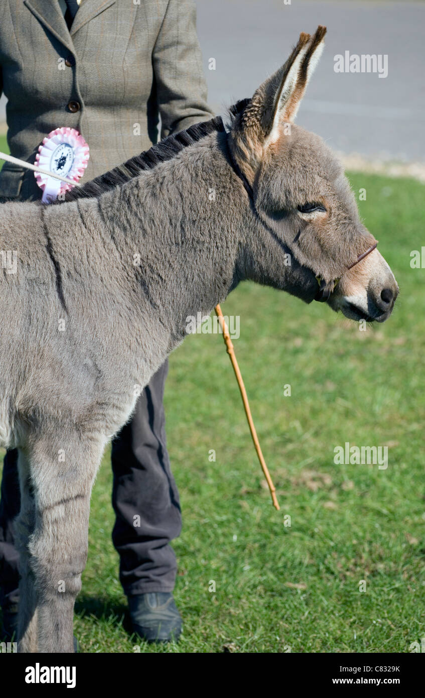 Donkey show hi-res stock photography and images - Alamy