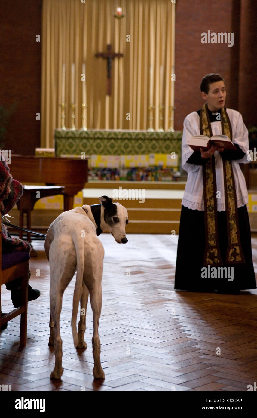 Pet church service dog standing in church UK Stock Photo