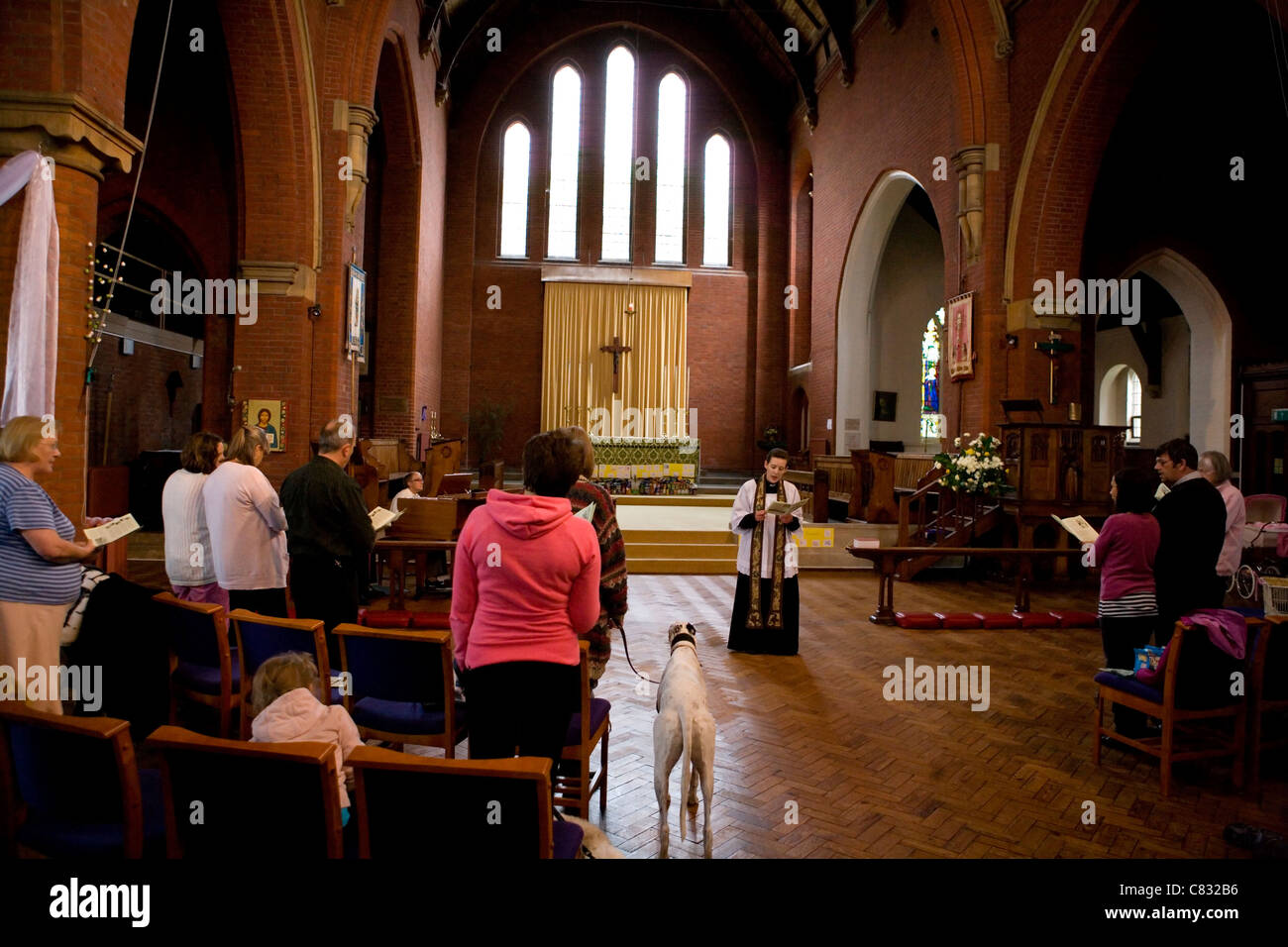Pet church service dog standing in church UK Stock Photo