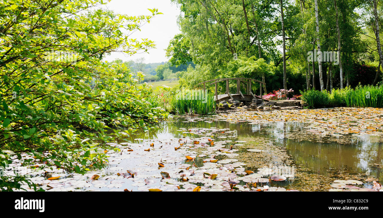 Water Lily pond, Furzey Gardens, New Forest Stock Photo