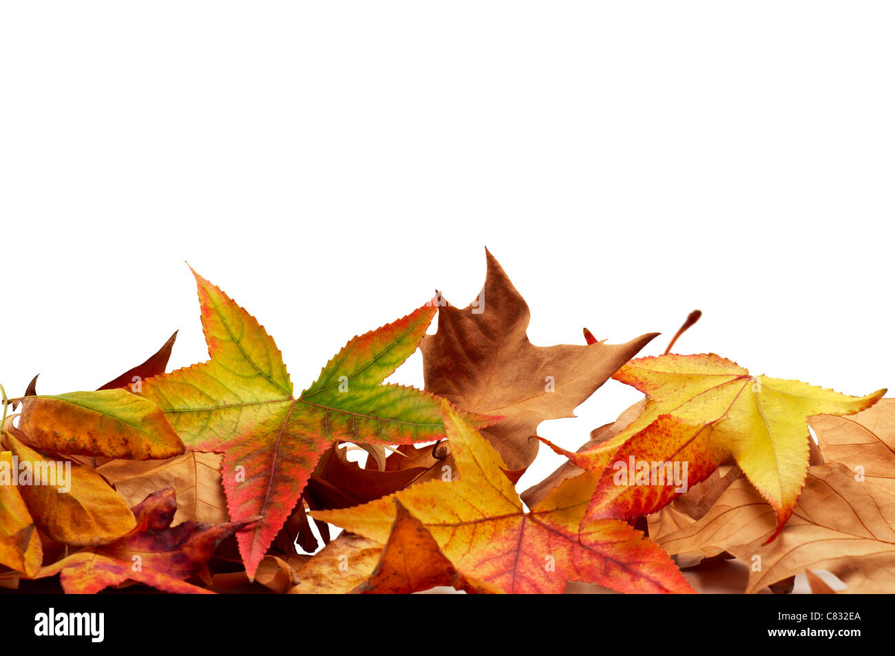Autumn leaves on a white background Stock Photo - Alamy