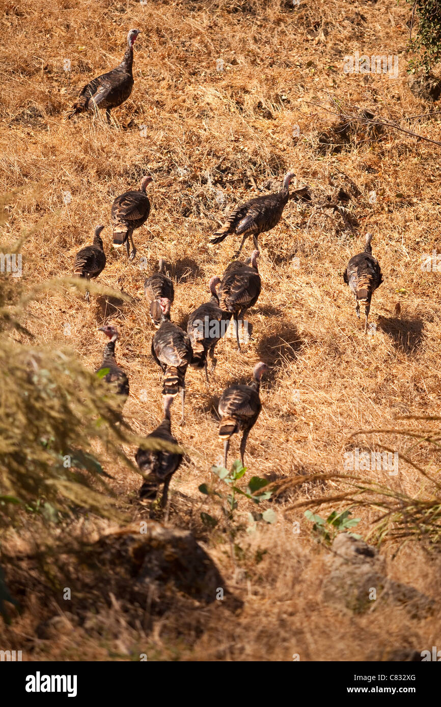 wild turkeys along Santa Rosa Road, Santa Ynez Valley, California, United States of America Stock Photo