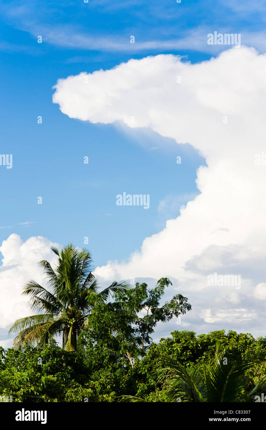 Threatening anvil shaped cumulonimbus cloud surrounded by blue sky forms above coconut palm trees in sunshine in Thailand Stock Photo