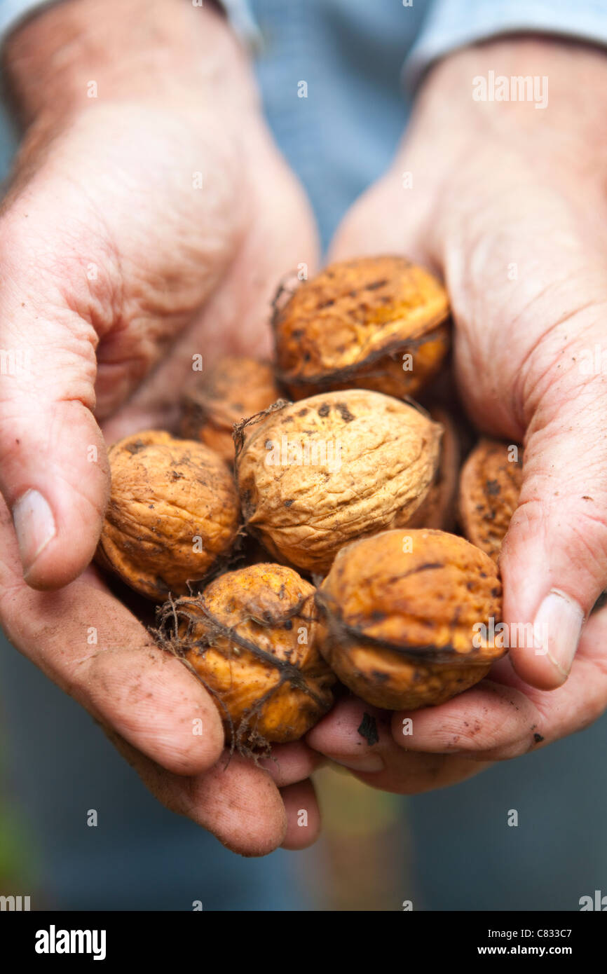 walnut harvest along Santa Rosa Road, Santa Ynez Valley, California, United States of America Stock Photo