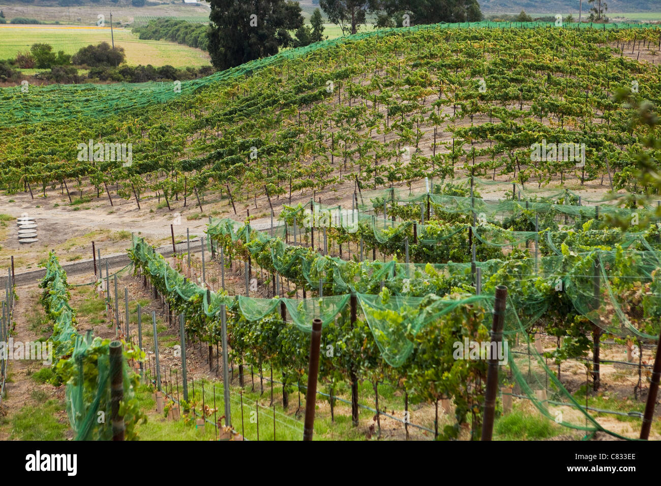 bird netting covers grapes in a vineyard, Babcock Vineyard, Santa Rita