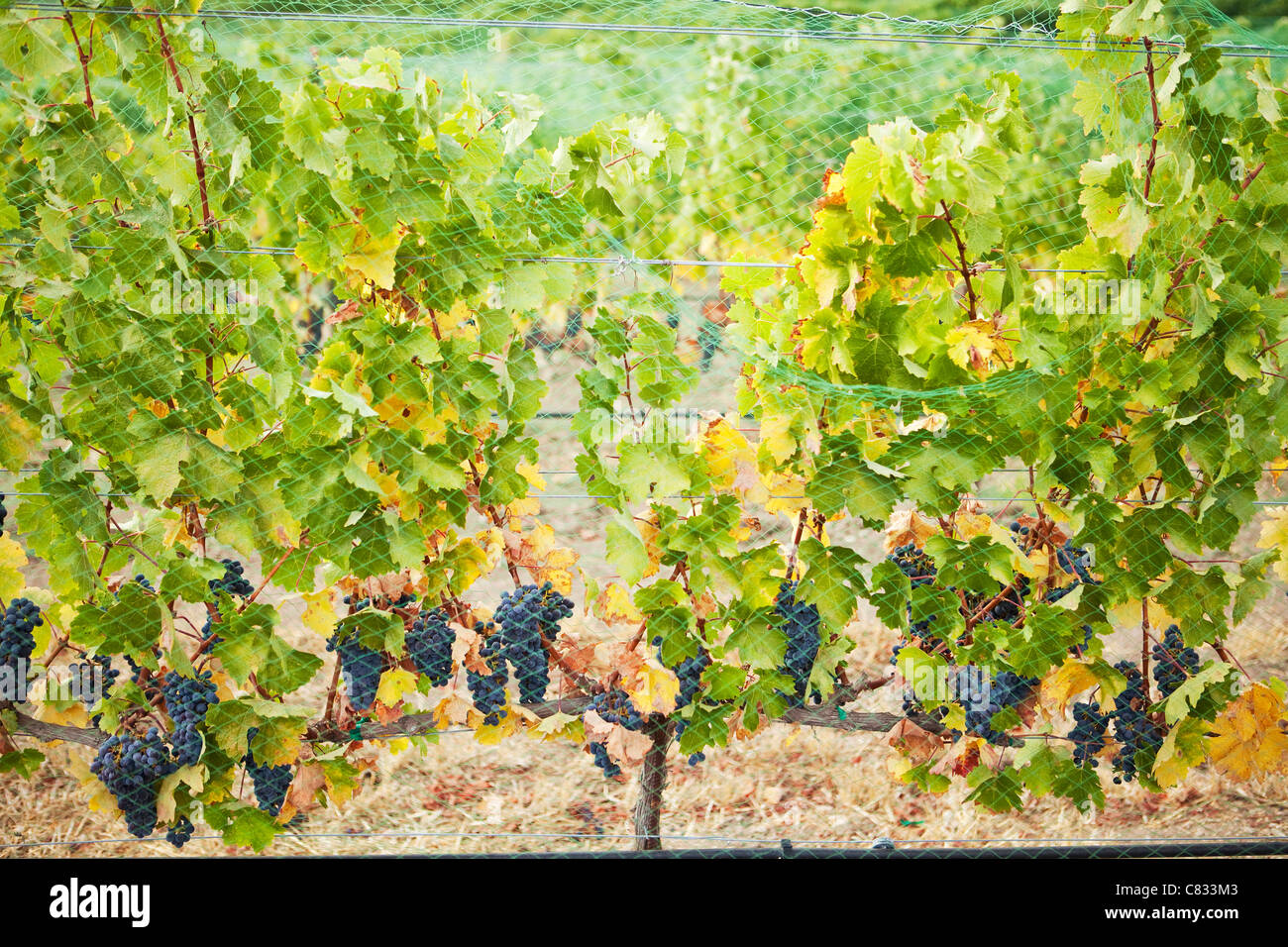 cabernet sauvignon grapes on the vine, Beckman Vineyard, Santa Ynez Valley, California, United States of America Stock Photo
