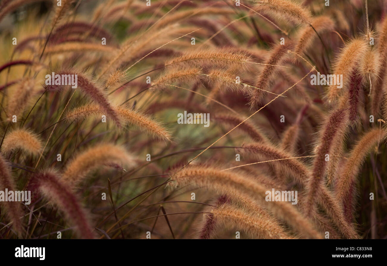 Foxtail grass botany diaspore barley weed wheat Stock Photo - Alamy
