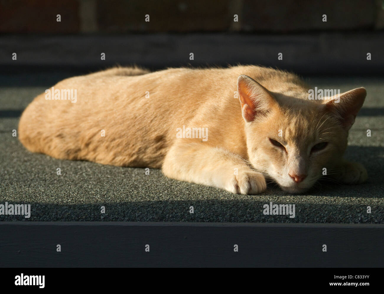 A half Siamese ginger cat lazes in warm late afternoon sun. Stock Photo