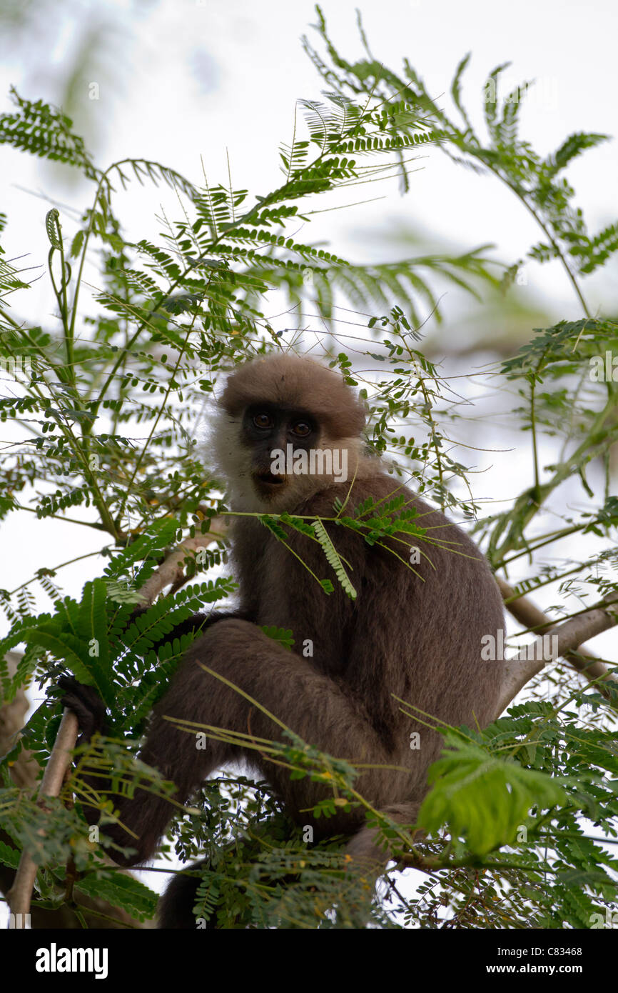 Purple-faced leaf monkey (Trachypithecus vetulus vetulus), endemic to Sri Lanka, photographed at Talangama (a Colombo suburb). Stock Photo