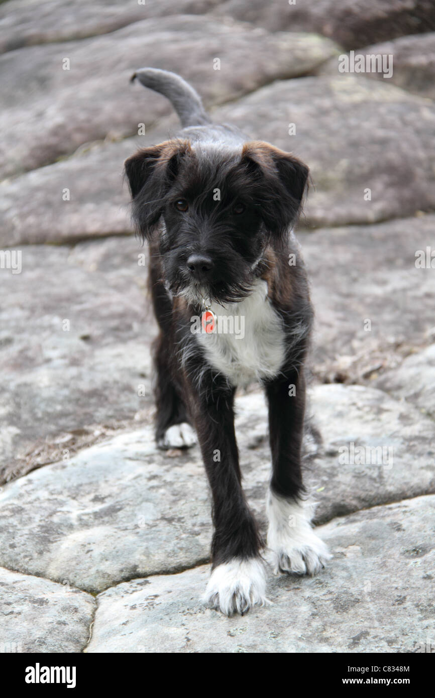 Jack Russell miniature poodle cross puppy Stock Photo