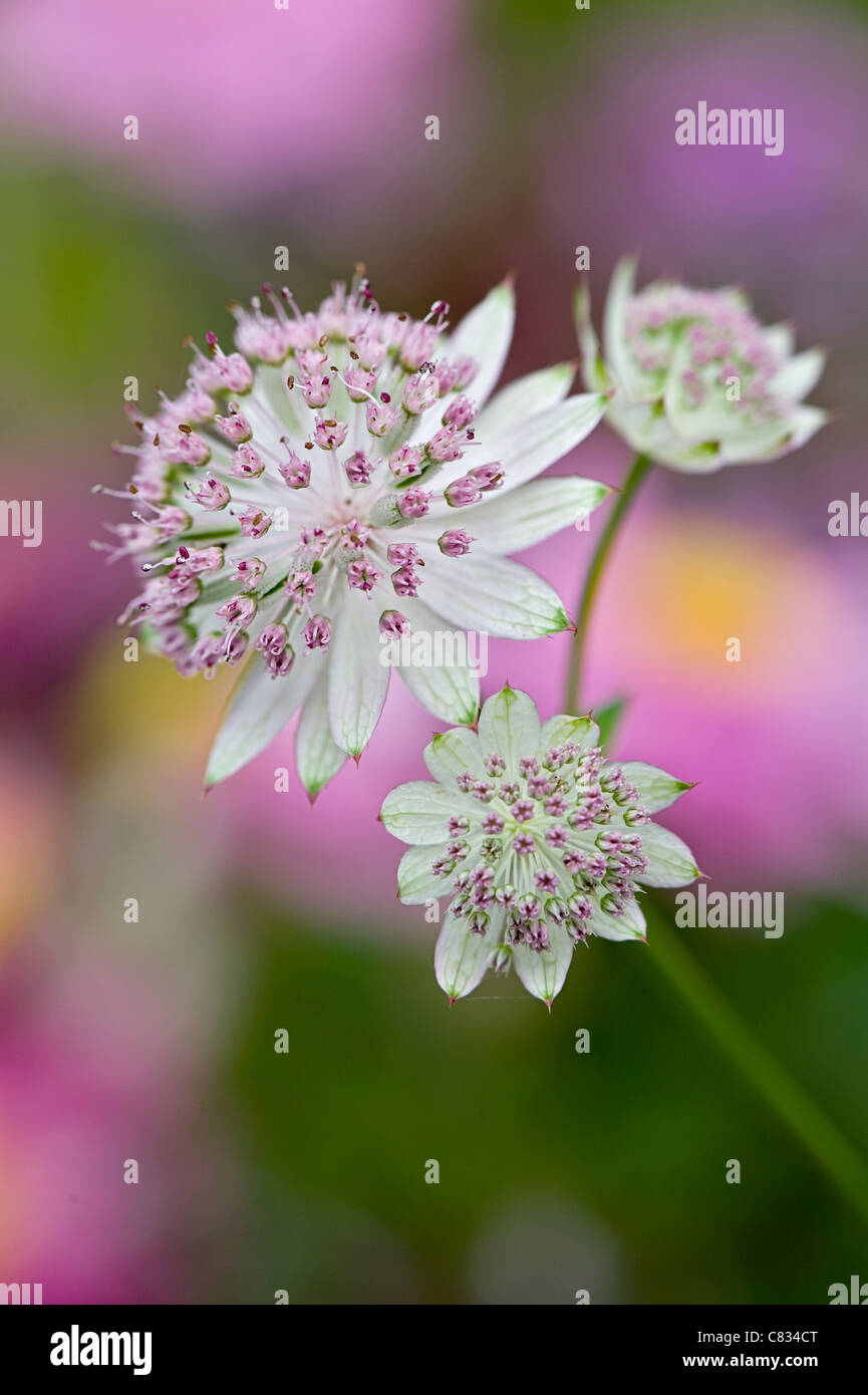 Astrantia major 'Bo Ann' pink flowers - masterwort Stock Photo