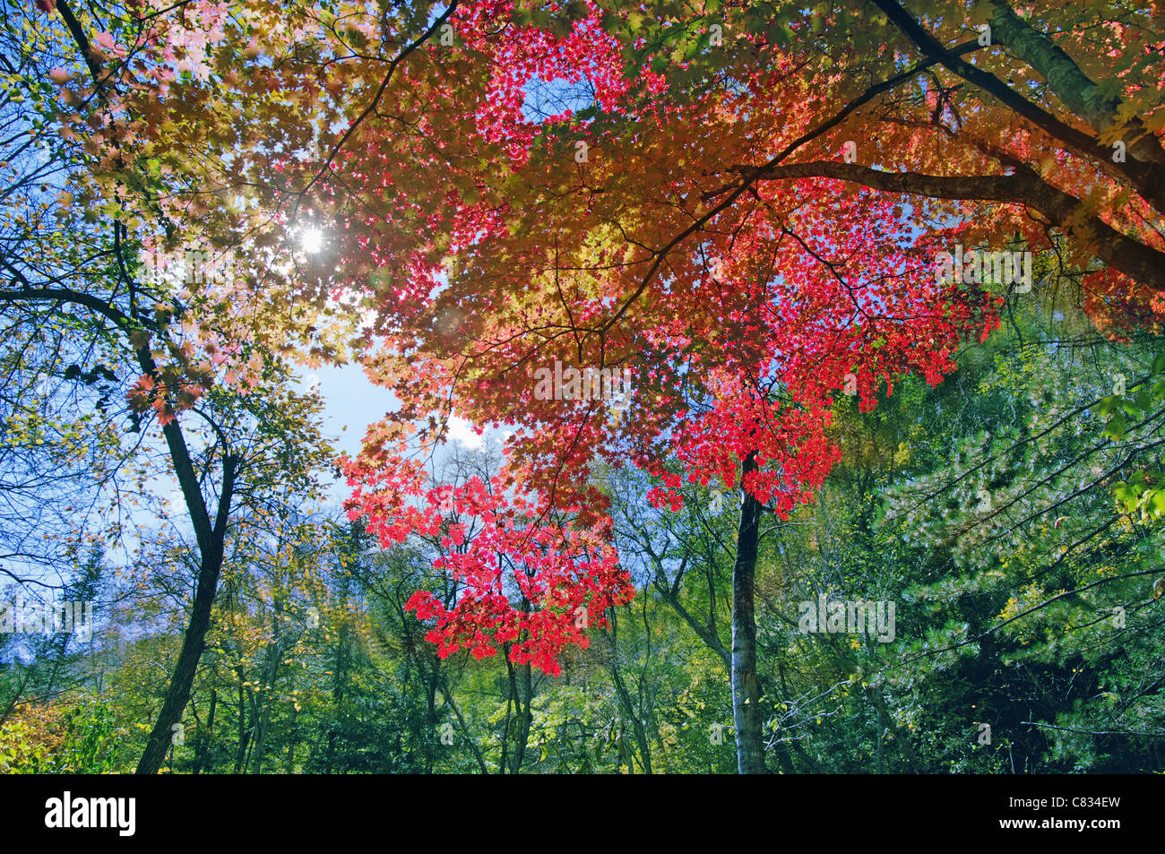 Red maple leaf tree, lozo reservation russia Stock Photo