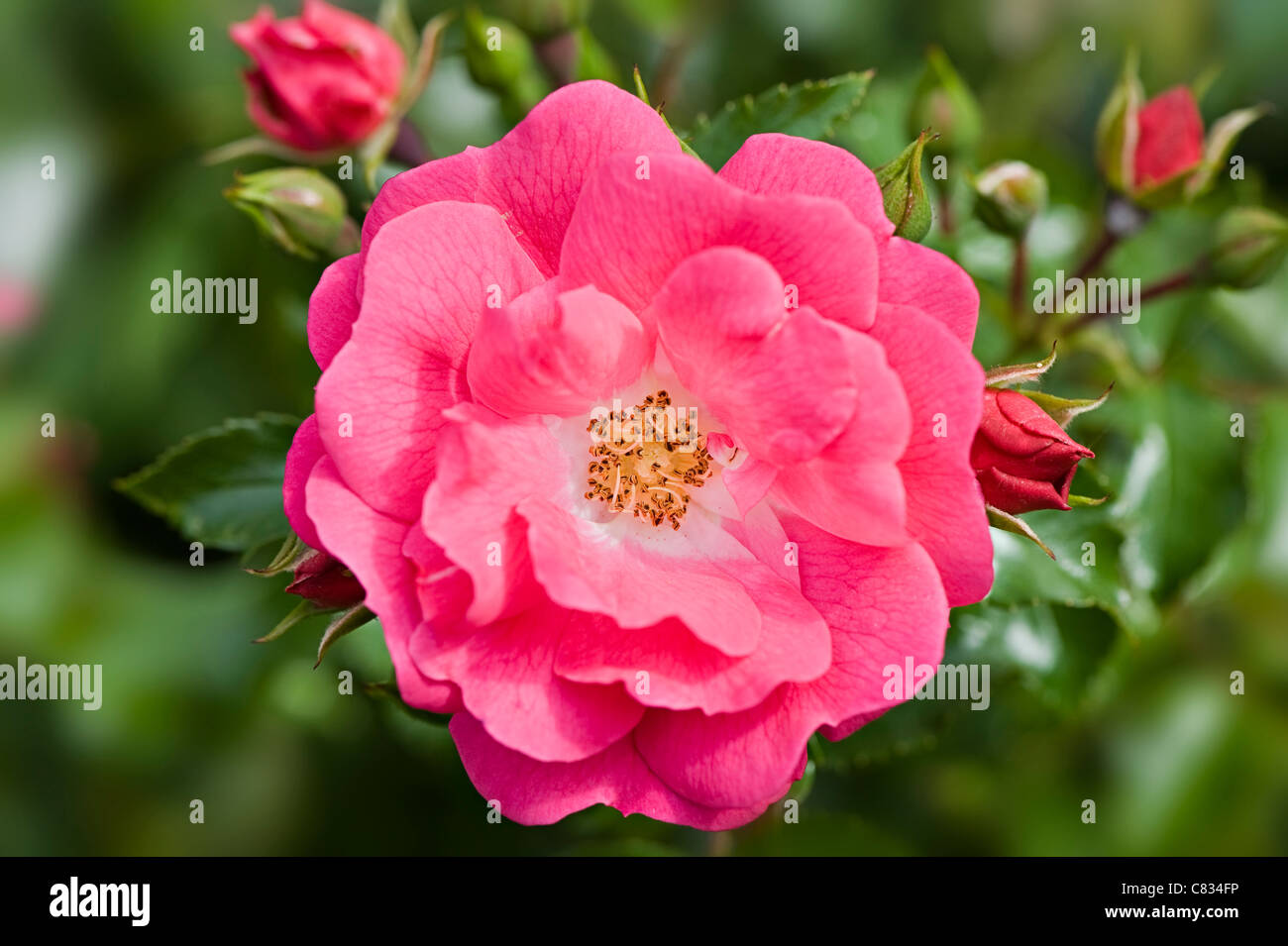 Rosa gallica var.officinalis - Apothecary's rose Stock Photo - Alamy