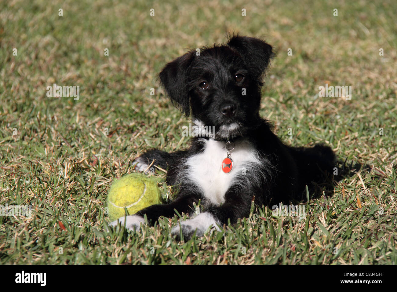 Jack Russell miniature poodle cross puppy in garden with tennis ball Stock  Photo - Alamy