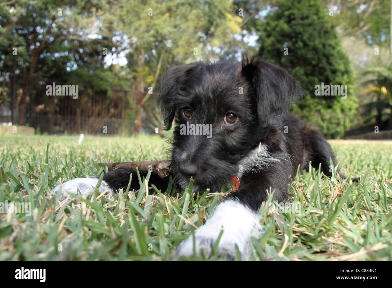 Jack Russell miniature poodle cross puppy in garden Stock Photo Alamy